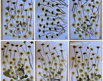 30 PCS Pressed White Daisies, Real Dried Flowers for Crafts, Assorted Flower Pack