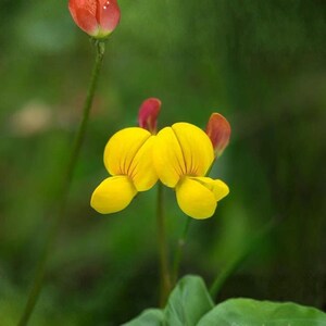 Pode incluir: Close-up de uma flor amarela vibrante com detalhes vermelhos e um caule verde. A flor tem uma forma única com múltiplas pétalas. O fundo é um verde suave e desfocado, criando uma estética natural e serena.