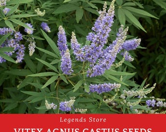 200 Vitex agnus-castus Seeds – Chaste Tree – Ornamental Flowering Shrub – Purple Blooms, Pollinator-Friendly, Drought Tolerant