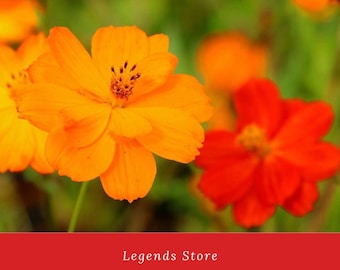 250 Bright Lights Cosmos Seeds: Heirloom Wildflower, Pollinator Friendly