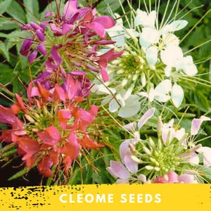 Puede incluir: Primer plano de flores de Cleome en tonos rosa, blanco y morado. Las flores tienen delicados pétalos en forma de araña y están rodeadas de follaje verde. La imagen incluye el texto "CLEOME SEEDS" en una pancarta amarilla.
