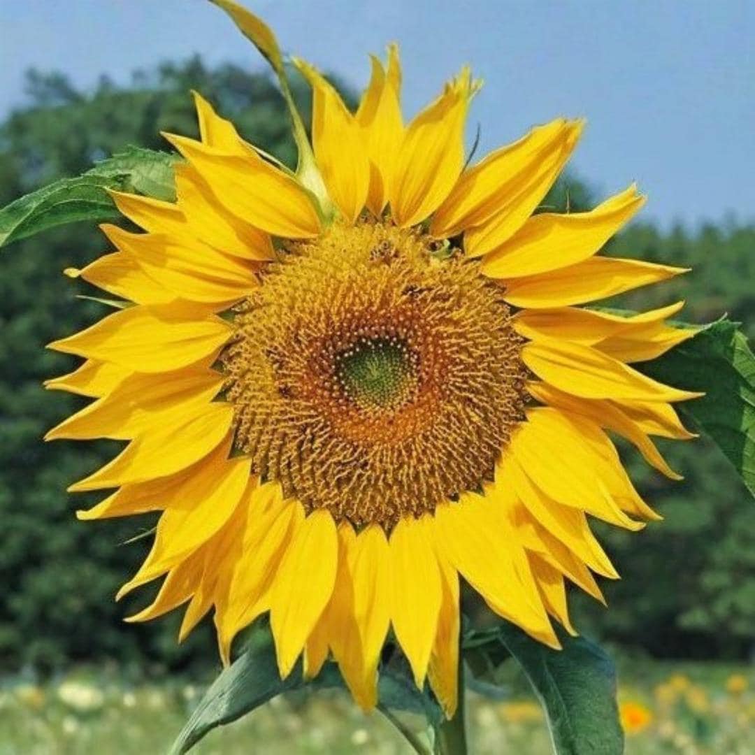 Dwarf Sunspot Sunflower Seeds (30+) | Compact Garden Flower - Etsy