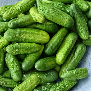May include: A close-up shot of a pile of fresh, green cucumbers. The cucumbers vary in size and shape, with a bumpy texture and a vibrant green color. Some have small water droplets on their surface, suggesting they are freshly picked.