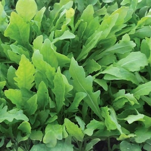 May include: A close-up shot of fresh arugula leaves. The leaves are a vibrant green color, with some showing lighter, yellowish hues. The leaves have a distinctive shape with rounded lobes and a slightly serrated edge, typical of arugula.