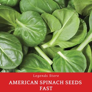 200 Heirloom American Spinach Seeds – Fast Growing, Tender Leaves