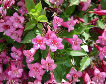 Sementes de Weigela Florida, arbusto perene de floração rosa à moda antiga, para plantio em cerca viva.