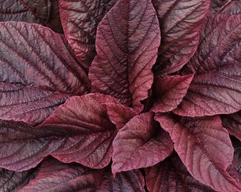 May include: Close-up of deep burgundy leaves with prominent veining. The leaves are arranged in a circular pattern, creating a textured, natural design. The color is a rich, dark red, with hints of purple and brown.