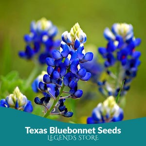Texas Bluebonnet Seeds | 75 Heirloom Non-GMO Lupinus texensis | Classic Blue Wildflower for Garden & Meadow