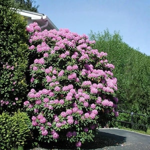 Pode incluir: Um arbusto de rododendro grande e denso em plena floração, coberto por cachos de flores rosa vibrantes com folhas verde-escuras e coriáceas. A planta está posicionada ao lado da esquina de um edifício branco e de uma entrada pavimentada.