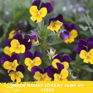 May include: Close-up of vibrant Johnny Jump Up flowers with yellow petals and deep purple edges. The image features multiple blooms in various stages of development, set against a blurred green background. The text "HELEN MOUNT JOHNNY JUMP UP SEEDS" is at the bottom.