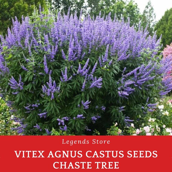 200 Vitex Agnus-castus Seeds – Chaste Tree – Ornamental Flowering