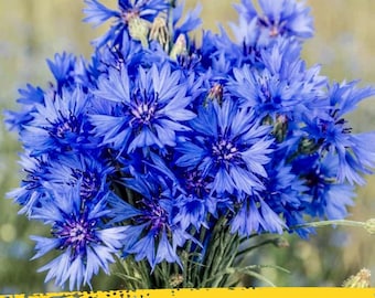 May include: A vibrant bouquet of blue Centaurea cyanus flowers, also known as cornflowers, with delicate, spiky petals. The flowers are a deep, saturated blue, with a yellow banner at the bottom that reads "CENTAUREA CYANUS".