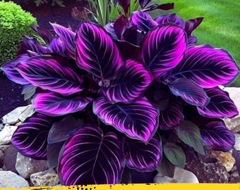 Más de 50 semillas de Calathea Couture de punta púrpura – Planta ornamental de interior – Hojas tropicales llamativas