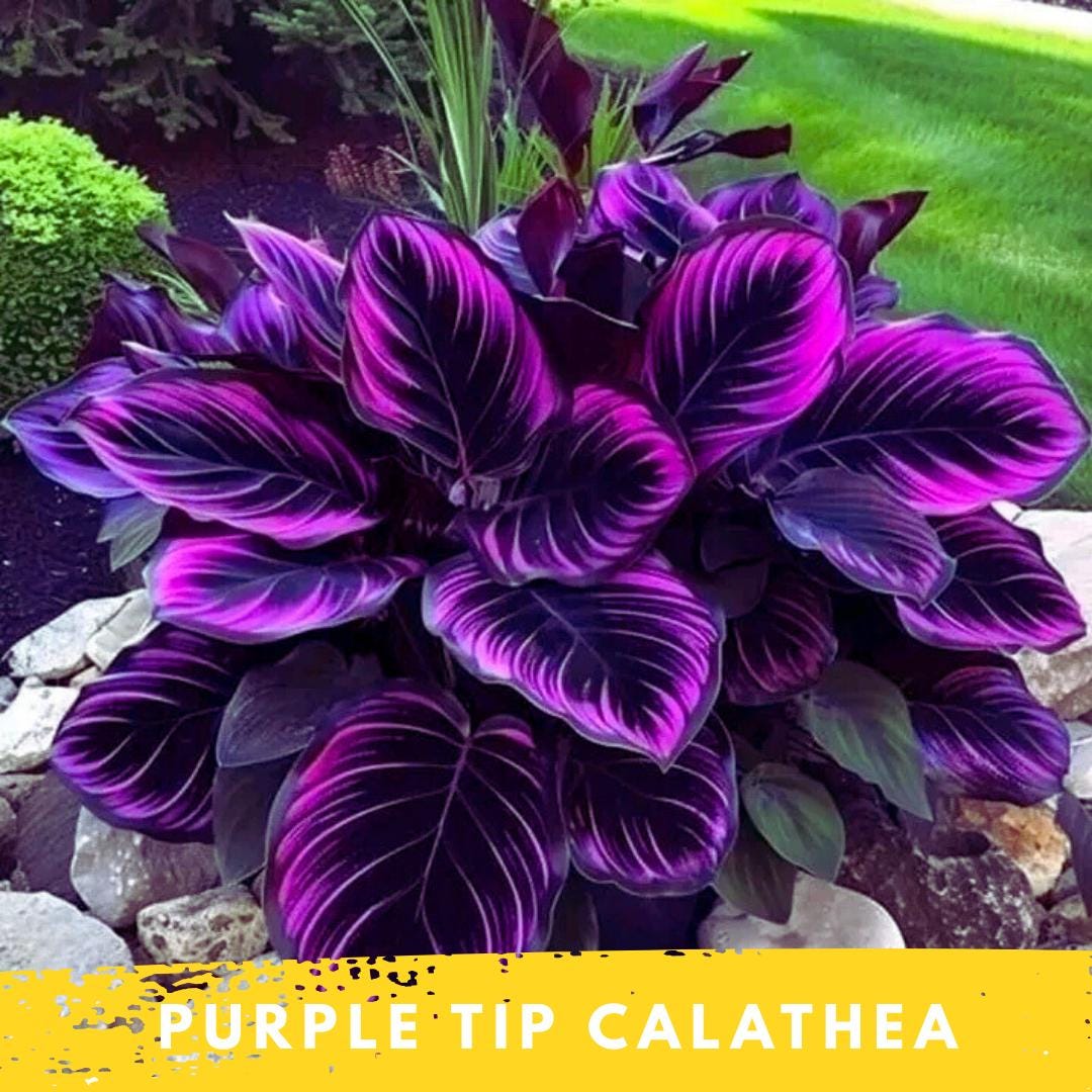 Purple calathea - Etsy.de