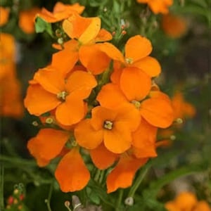 500 frön av sibirisk väggblomma | Ekologisk, härdig flerårig blomma | Doftande vårblommor | USA-odlade frön
