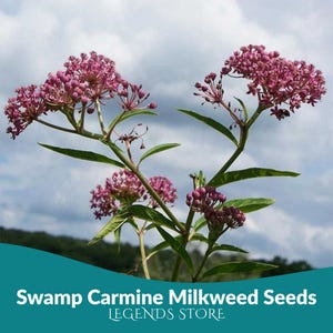 Swamp Carmine Milkweed Seeds | 50 Asclepias Perennial Flowers | Monarch Butterfly Host Pollinator Garden Plant