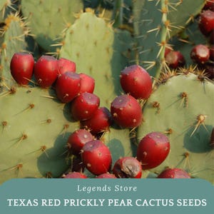 Texas Red Prickly Pear Cactus Seeds: Hardy Desert Plant