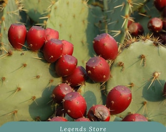 Texas Red Prickly Pear Cactus Seeds: Hardy Desert Plant
