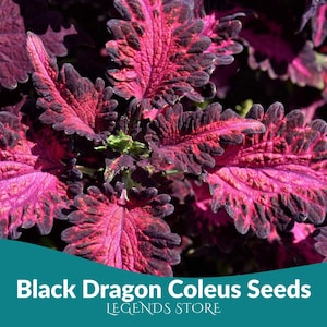 20 Black Dragon Coleus Seeds | Solenostemon scutellarioides Ornamental Foliage Plant for Shade Garden & Colorful Leaves