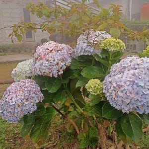 50 Hydrangea Paniculata PeeGee Seeds – White to Pink Panicle Shrub Flowers – Perennial Garden Blooms for Beds or Borders