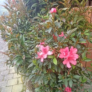 10 Red Pink Hardy Hibiscus Seeds – Hibiscus moscheutos – Perennial Shrub with Large Blooms – Cold Hardy Garden Flower Bush