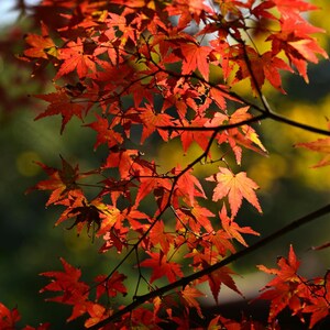 May include: A close-up shot of a tree branch laden with bright red maple leaves. The leaves are sharply in focus, revealing their detailed structure. The background is a soft blur of green and yellow.