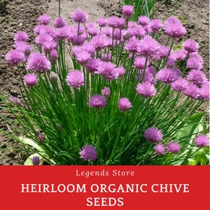 Op de afbeelding: Een close-up van bieslookplanten met levendige paarse bloemen en lange groene stengels. De bieslook groeit in een tuin. De tekst "HEIRLOOM ORGANIC CHIVE SEEDS" staat op een rode banner.