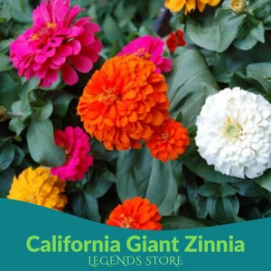 500 Mixed Colors California Giant Zinnia Seeds | Zinnia Elegans Flower Seeds for Garden, Cut Flowers & Pollinator Friendly