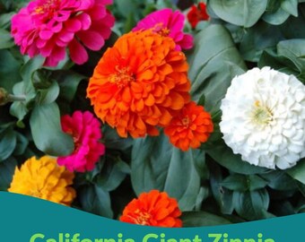 May include: A vibrant display of California Giant Zinnia flowers in full bloom. The image showcases a variety of colors, including bright pink, orange, yellow, and white, set against a backdrop of green foliage. The text "California Giant Zinnia" and "LEGENDS STORE" is visible.