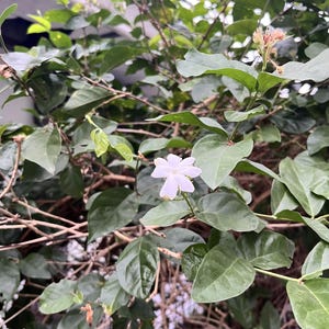 Puede incluir: Primer plano de una planta de jazmín con hojas verdes vibrantes y delicadas flores blancas. Las ramas de la planta son visibles, creando un fondo natural y texturizado. La imagen captura el exuberante follaje y la belleza de sus flores.
