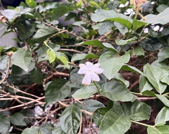 50 semillas de Gardenia Jasminoides: arbusto de jazmín blanco fragante