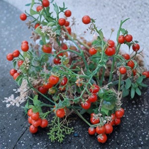 Peut inclure: Gros plan d'une plante avec de petites baies rondes, rouge vif. Les baies sont regroupées sur des tiges vertes avec de petites feuilles vertes. La plante pousse sur une surface gris foncé, avec un mur gris clair en arrière-plan.