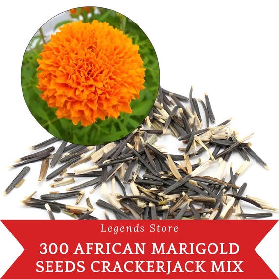 300 African Marigold Seeds | Crackerjack Mix | Bright Orange & Yellow  Blooms | Easy-grow Heirloom Garden Flowers - Etsy Ireland