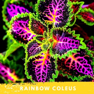 Peut inclure: Gros plan sur des feuilles de plante Rainbow Coleus. Les feuilles présentent un mélange de couleurs vives, notamment du rose vif, du violet foncé et des bords verts. Les veines sont d'un jaune contrastant, créant un effet visuel saisissant. Le texte "RAINBOW COLEUS" est en bas.