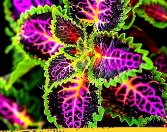 25 Rekwiat Coleus Rainbow Seeds – Colorful Ornamental Foliage – Solenostemon scutellarioides Garden Plant