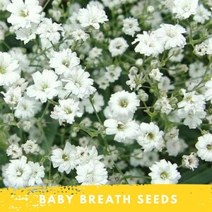 Baby's Breath Seeds | Gypsophila Elegans, White Annual Flowers
