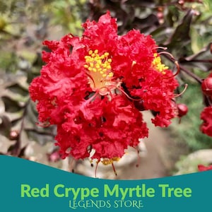 35 Red Crepe Myrtle Seeds | Lagerstroemia indica Flowering Tree Shrub Seeds for Garden Landscaping & Ornamental Blooms