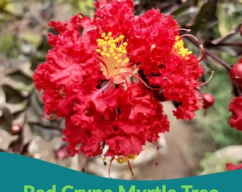 Red Crepe Myrtle Seeds: Lagerstroemia indica, Garden Landscaping