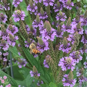 Puede incluir: Primer plano de flores de verbena moradas en plena floración, con una abeja recolectando néctar. Las flores son pequeñas y agrupadas, con una estructura en forma de cono. Los tallos y hojas verdes contrastan con las vibrantes flores moradas.