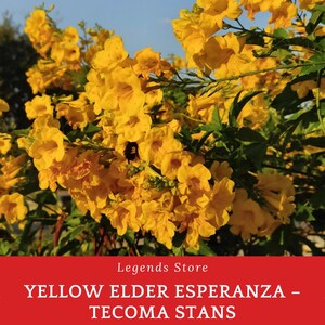 May include: A vibrant image of a Yellow Elder Esperanza (Tecoma Stans) bush in full bloom. The flowers are a bright yellow, with a few green leaves visible. The text "Legends Store" and "YELLOW ELDER ESPERANZA - TECOMA STANS" are displayed at the bottom.