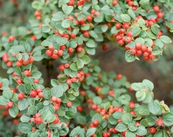 Semillas de Cotoneaster Rockspray para plantar, Cotoneaster Horizontalis, arbusto resistente, cobertura del suelo, flor rosa, semilla de baya roja, 20 unidades