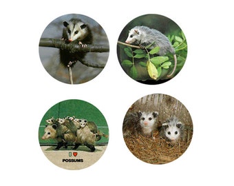 Possum  Magnets  4 Perky Possums for your Home or to give as a Unique Gift