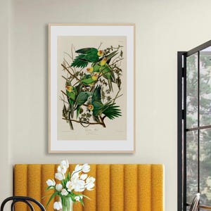 Vintage Audubon Carolina Parrot Print: American Bird Illustration, Framed Option