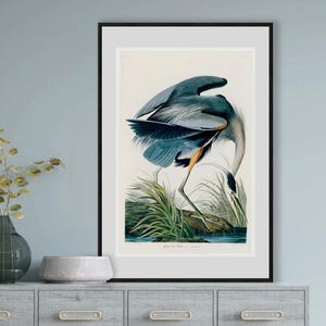 Great Blue Heron Audubon Print – Vintage Bird Illustration Wall Art - Fine Art Giclee Print - Framed or Unframed - Coastal Beach house decor