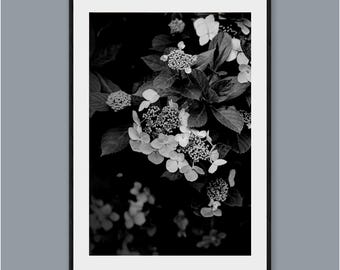 Black and White Hydrangea Fine Art Photography: Botanical Wall Art