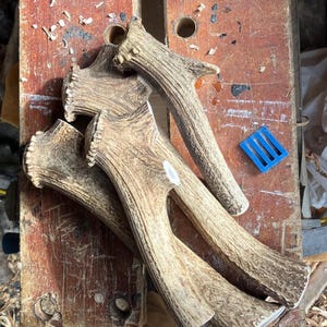 Antler soft hammers for knapping, natural shed red deer