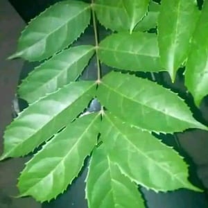 May include: Close-up of a vibrant green plant stem with multiple leaves. The leaves have a serrated edge and a pointed tip. The plant appears healthy and well-lit, with a dark background.