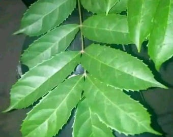 Fresh Hyssop Leaves for Natural Bath Purification