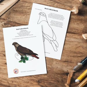 May include: A printable colouring page featuring a Red Tailed Hawk with instructions for constructing a stained glass project. The instructions list the materials needed, including different types of glass, copper foil, and solder. The hawk is perched on a branch with green leaves.