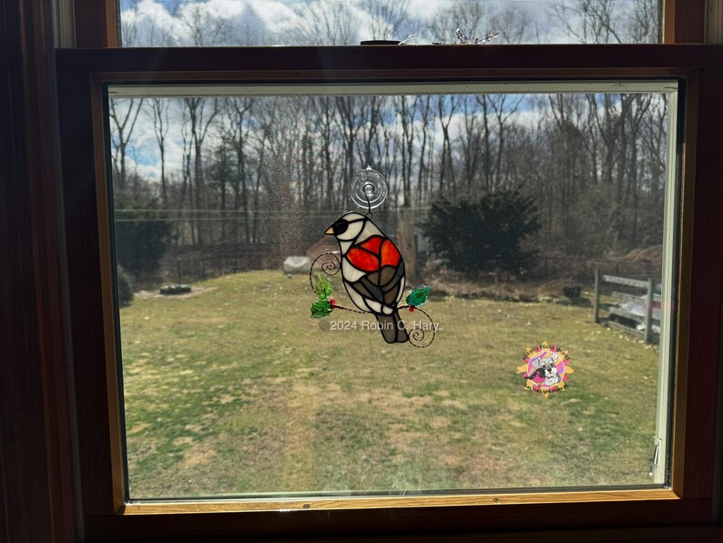 Dark Eyed Junco (grey-headed) in a 20 inch by 26 inch window for size reference. (color variation).